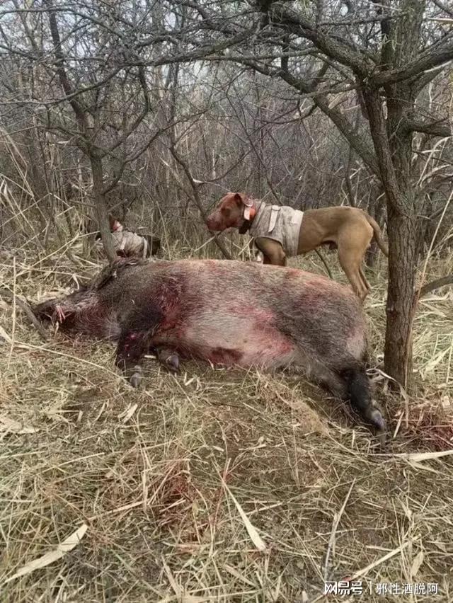 老人家属发声，野猪袭击致死事件引发的悲痛与反思