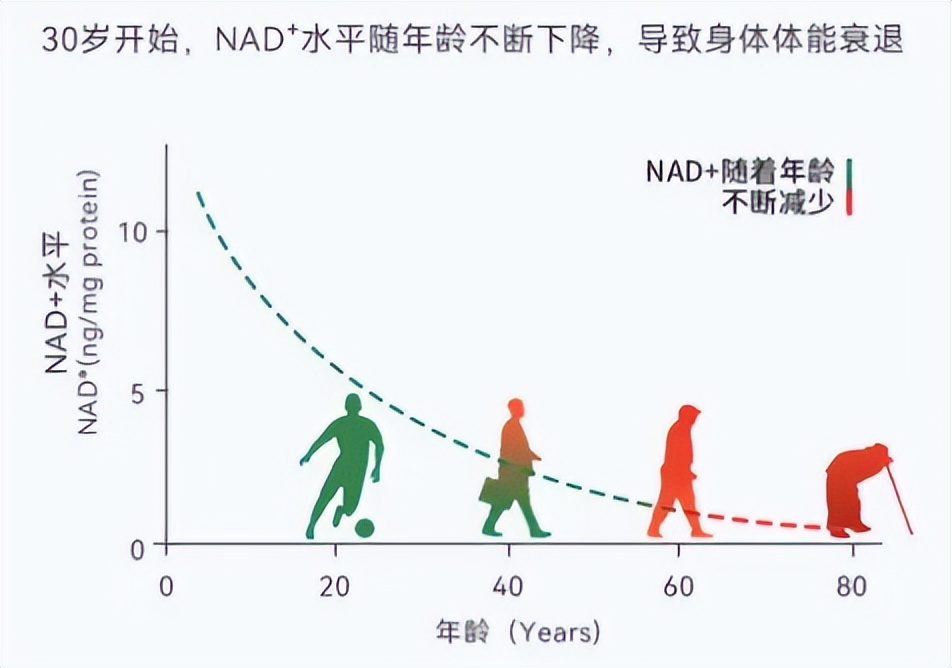 如何通过运动延缓身体机能衰退，运动助你保持活力与年轻态