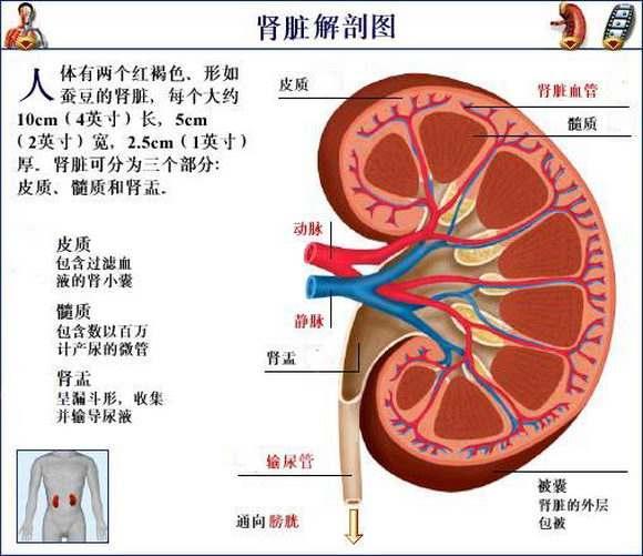 肾病患者养生攻略，改善体质的有效方法