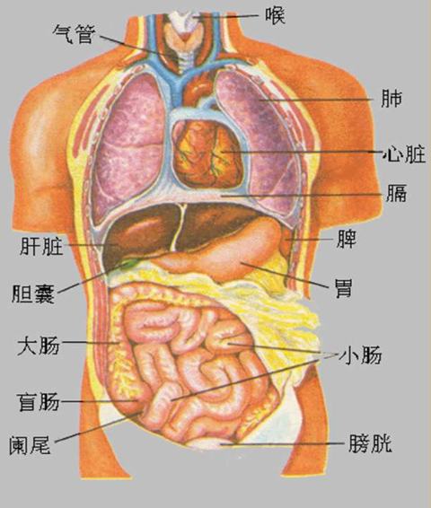 手工艺之奇迹，女生编织五脏六腑的绳艺生命象征