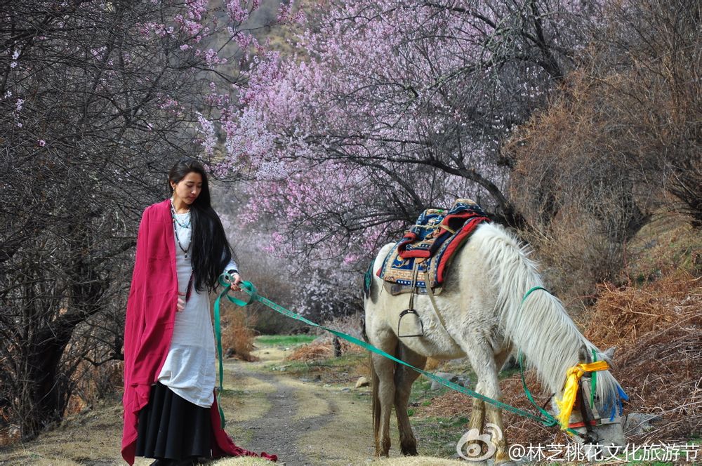 西藏神秘之旅揭秘，女子偶遇姜子牙坐骑的奇幻瞬间