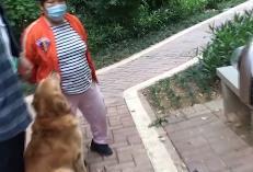 母女公园遭犬群撕咬悲剧，警示与反思