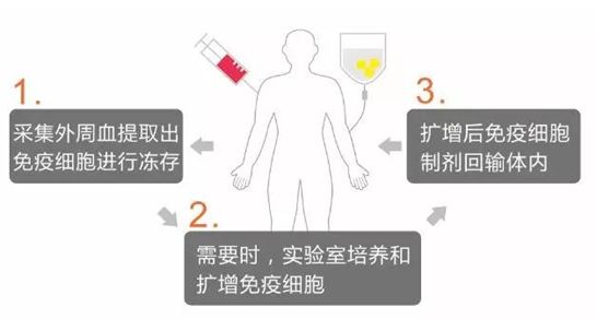 食疗秘诀，增强免疫细胞功能的秘诀大揭秘