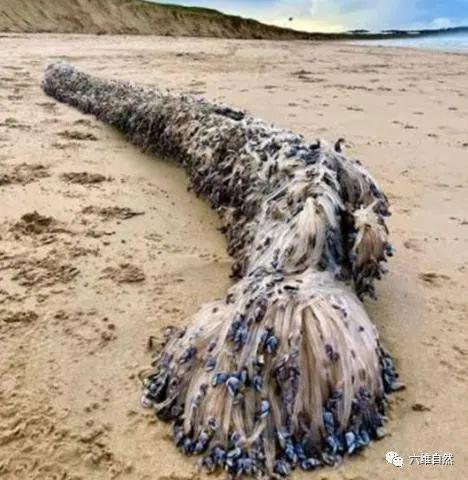 澳大利亚海滩神秘生物发现记