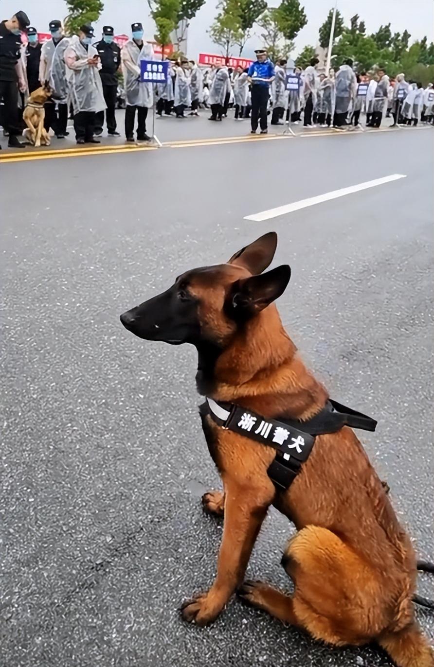 流浪狗逆袭成警犬精英，秒速融入警队